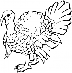 Free Turkey Drawing Pictures, Download Free Clip Art, Free ...
