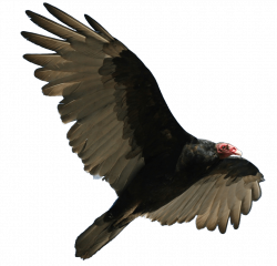 Turkey Vulture Flying transparent PNG - StickPNG