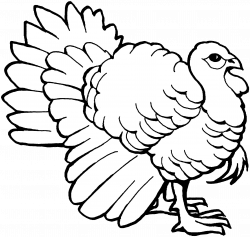 Turkey Clip Art Outline Black And White Transparent Png - AZPng