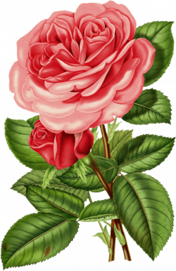 Victorian Pink Rose Clipart