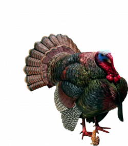 Free Turkey Bird PNG Transparent Images, Download Free Clip Art ...