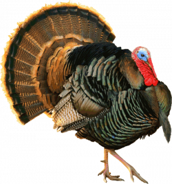 Another Proud Tom Turkey | Pinterest | Tom turkey, Clip art and ...