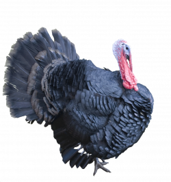 Turkey Transparent PNG Pictures - Free Icons and PNG Backgrounds