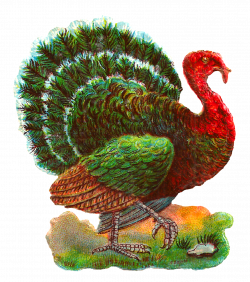 Antique Images: Vintage Thanksgiving Turkey Digital Bird Clip Art ...