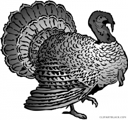 Wild Turkey Clipart - ClipartBlack.com