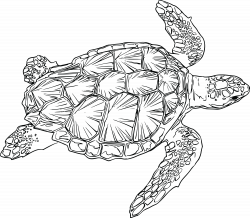 Free Clipart Of A Sea Turtle Free Clipart Of A Sea Turtle 0001792 ...