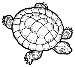 Turtle and Tortoise Parts of the Body - ClipArt Best ...
