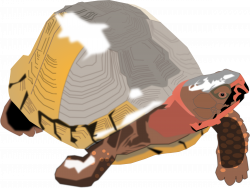 Clipart - Box Turtle