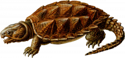 Prehistoric Turtle Clipart transparent PNG - StickPNG