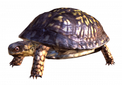 Box Turtle PNG Free Download | PNG Mart