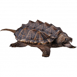 Snapping Turtle transparent PNG - StickPNG