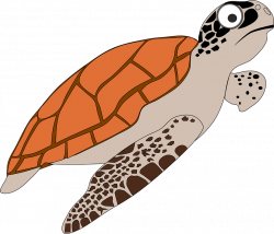 Picture Of A Cartoon Turtle (66+)