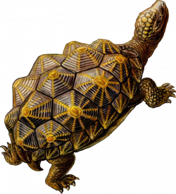 OnlineLabels Clip Art - Prehistoric Turtle 3