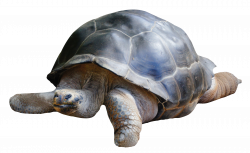 Tortoise PNG Transparent Image - PngPix
