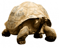 Giant Tortoise transparent PNG - StickPNG