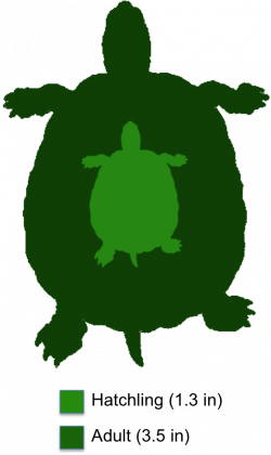 Bog-Turtle-2.png