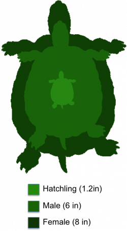 Eastern-Box-Turtle.png