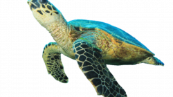 Sea Turtle Symbols | Sea Turtle Exploration