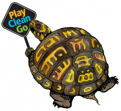 Snapping Turtle Clipart at GetDrawings.com | Free for personal use ...
