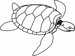 Clipart - Green sea turtle line art