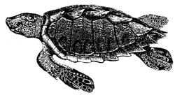 Loggerhead turtle | ClipArt ETC