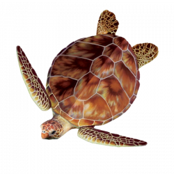 Sea Turtles & Plastic Bags on emaze