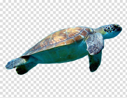 Loggerhead sea turtle Cheloniidae , Turtle transparent ...