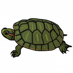 Red-eared slider turtle clipart. Free download. | Creazilla