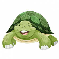 Sea turtle Clip art - Green turtle cartoon turtle 1010*1010 ...
