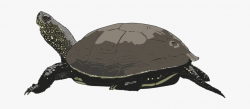 Cartoon Turtle Clipart Free Clip Art Images Image - Painted ...