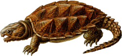 OnlineLabels Clip Art - Prehistoric Turtle 1