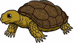 Tortoise PNG Transparent Images | PNG All