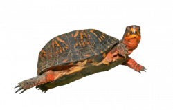 Box Turtle PNG HD | PNG Mart
