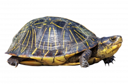 Turtle PNG Image - PurePNG | Free transparent CC0 PNG Image Library