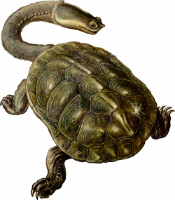 Clipart - Prehistoric Turtle 2