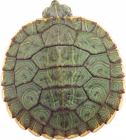 Turtle PNG images free download