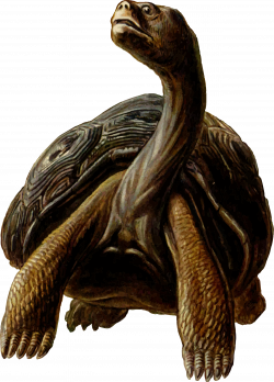 Clipart - Prehistoric Turtle 4