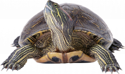 Turtle PNG images free download