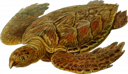 Clipart - Prehistoric Turtle 7
