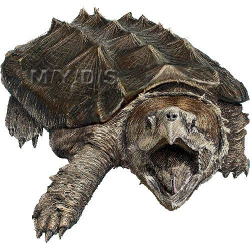 Alligator Snapping Turtle clipart picture / Large | Tattoo ...