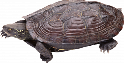 Snapping Turtle PNG Transparent Snapping Turtle.PNG Images. | PlusPNG