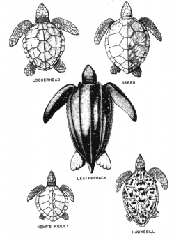 Types of Sea Turtles found in Florida | Pinterest | Turtle, Marines ...