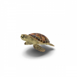 Turtle Transparent Background | PNG Mart