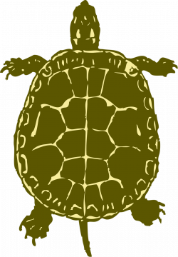 Sea Turtle clipart snapping turtle - Pencil and in color sea turtle ...