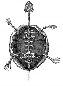 11 Turtle Illustrations + Turtle Skeleton Clipart ...