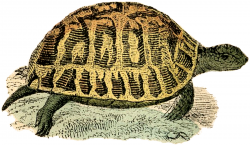 11 Turtle Illustrations + Turtle Skeleton Clipart! - The ...
