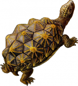 Prehistoric Turtle Walking Clip Art at Clker.com - vector clip art ...