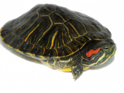 Turtle Transparent PNG Pictures - Free Icons and PNG Backgrounds