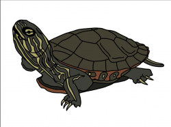 Hand Drawn Painted Turtle, Reptile, Water Turtle SVG File, Drawn clipart,  Cutting File, Cut File