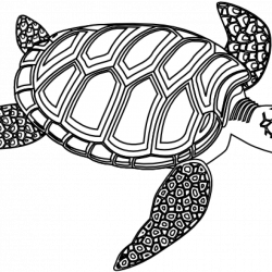 Sea Turtle Clipart Black And White winter clipart hatenylo.com
